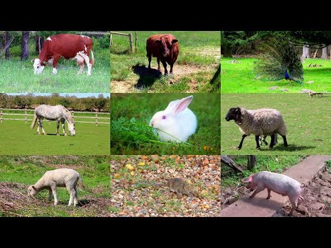 Video: Animales En El Campo