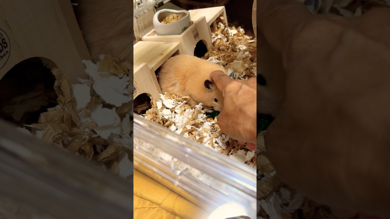 お家が狭い?リフォームしてる?#shots #hamster #元気になる動画 #モフ猫 #ハムスター #pets #癒し #キンクマ #ロボロフスキー #かわいい #cute.