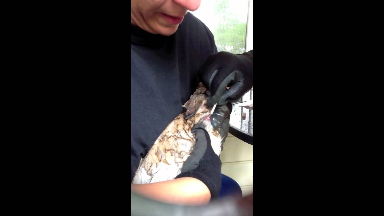 rabbits with worms YouTube