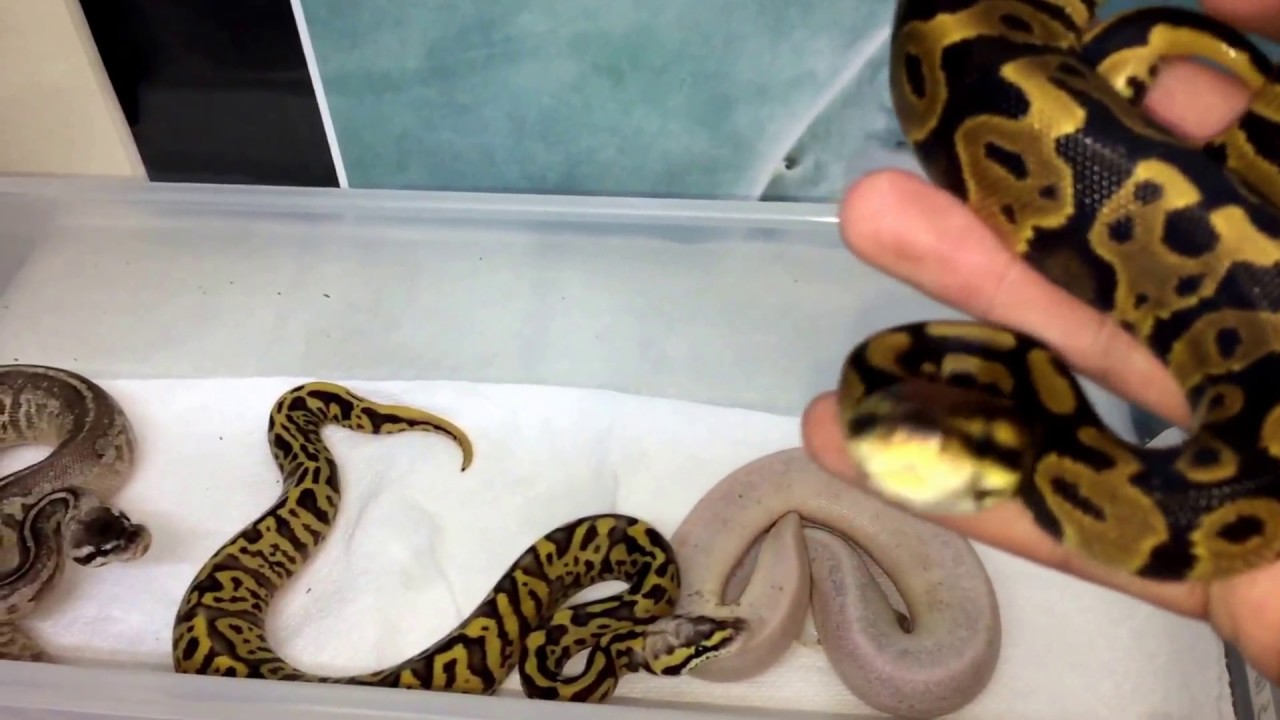 boardgamegeek Leopard scream x pewter fader