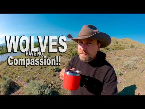 When You Understand Wolves, Everything Changes!