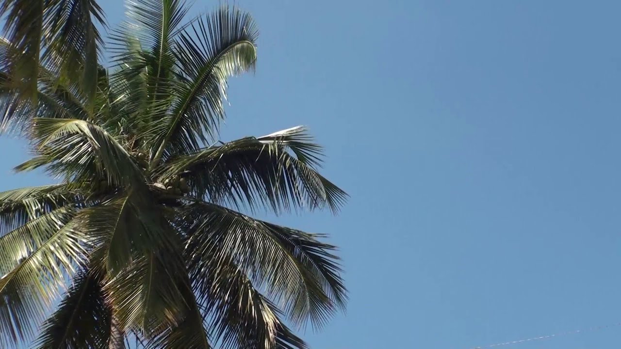 Coconut Cocos nucifera insects picture