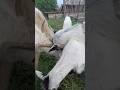 goats enjoying food nom nom🐐#naturedaily #nature #naturelovers #animal #fluffyfriends #goat #cute