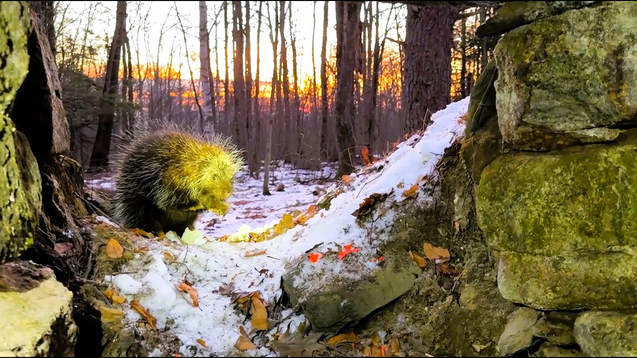 Bobcat and Fisher “Cat” visit Porcupine Family's approx. 800-year-old Indigenous Stone Chamber Home🐾
