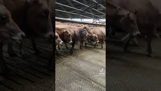 Work On A Cow Farm In Denmark