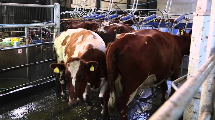 Milking parlour series: Tom and Michael Dunne, Co ...