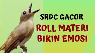SRDC SIKATAN RIMBA DADA COKLAT GACOR MATERI PANCINGAN TERBAIK