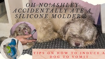 HOW TO INDUCE A DOG TO VOMIT AFTER EATING SOMETHING THAT IS DANGEROUS | HOME REMEDIES