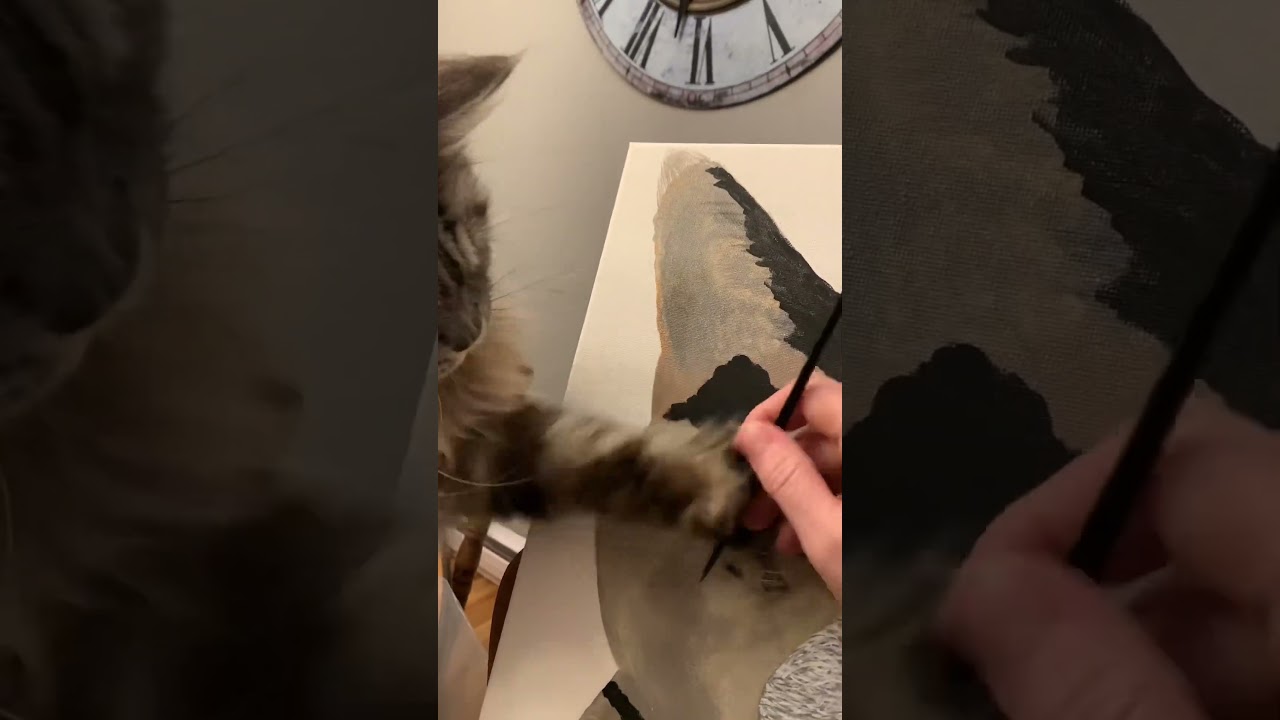 Best Kitty Compilation Ever 