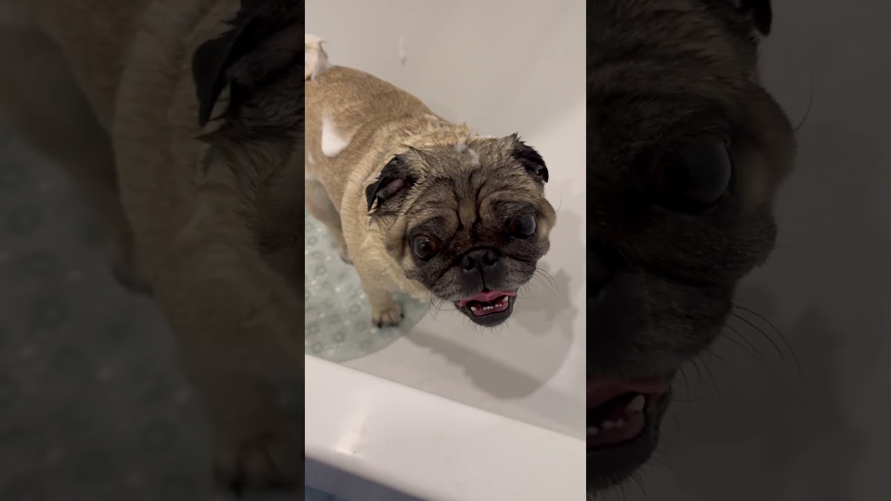 Мопс в пене🐶🫧