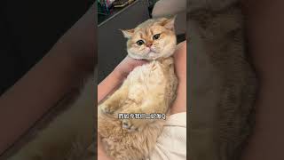 【#PuPu噗噗】老二这波是洗不清了#猫咪的迷惑行为 #铲屎官的乐趣 image