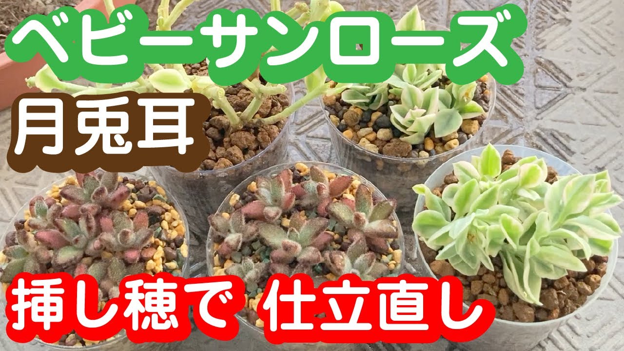 のびのびベビーサンローズと成長不良な月兎耳をカットして挿し穂で仕立直しします Youtube