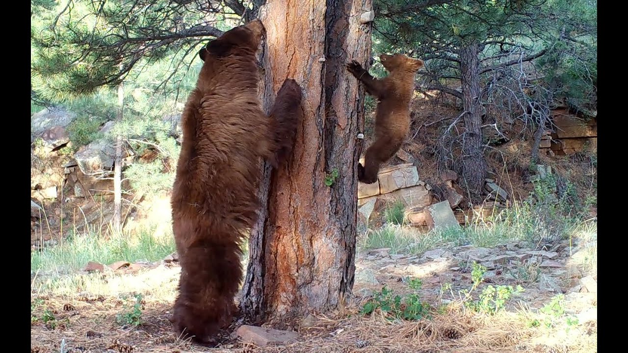 Two Bear Cubs Play at Rubbing Tree