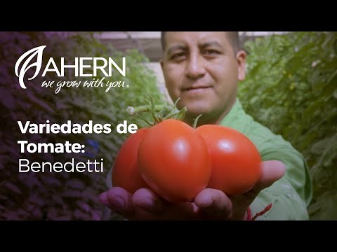 Video: Tauride Tomaten