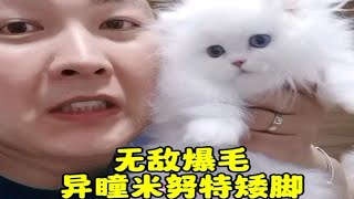 1万一只得猫 见过没