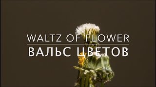 Tchaikovsky - Waltz Of The Flowers | Чайковский - Вальс Цветов.