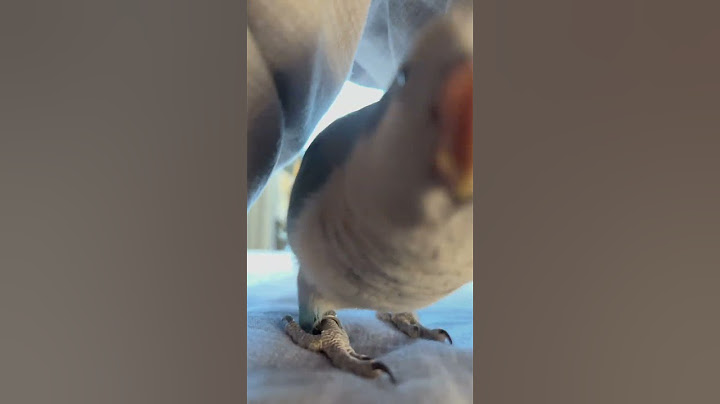糟了，被发现了#鹦鹉 #萌宠#鹦鹉 #萌宠 #搞笑 #鸵鸟蛋 #funny #pets #parrot #animals #cute