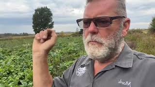 Pig forage field: planting results