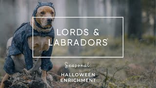 Halloween Enrichment 🎃 by Lords & Labradors 20 views 6 months ago 2 minutes, 11 seconds