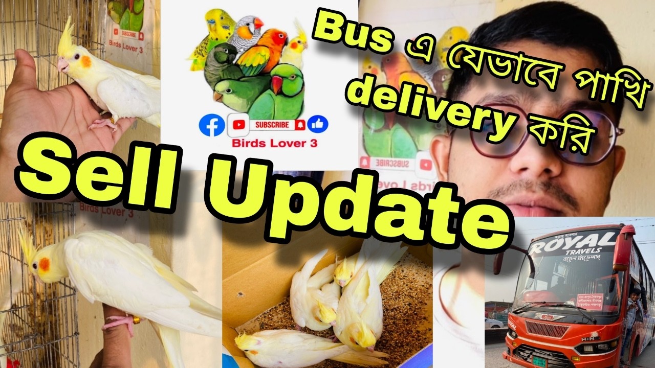 যেভাবে আমরা সারা বাংলাদেশে পাখি ডেলিভারি করে থাকি | বাড়ির ছাদে ককাটেল পাখির খামার পদ্ধতি