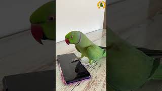 Smart And Cute Talking Parrot