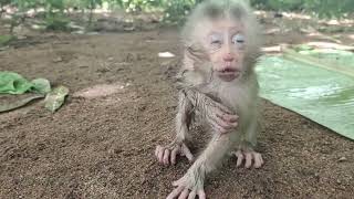 A newborn baby monkey is so cute, his mother abandoned him.