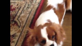 My dog brain is a neural net processor a learning computer