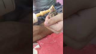 Brahminy Starling baby bird hand feeding after rescuing