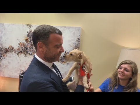 Vidéo: Le chien-abri numérique "Looking For You" suit Shoppers Around Mall &#91;Vidéo&#93;