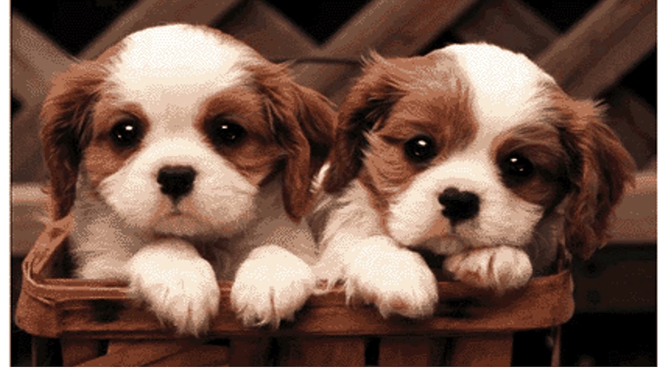 CS Engagement Pet Day