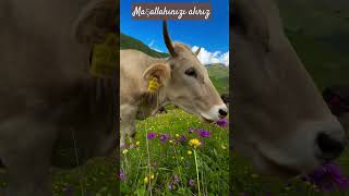 #asmr #köy #doğa #vilagelife #keşfet #trending