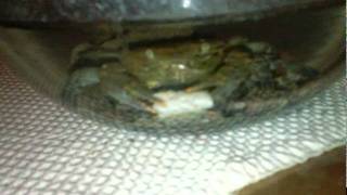 crabes
