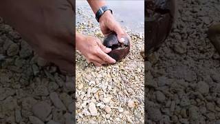 Mysterious Black Sea Ball Opened 😱🌊 | Rare Ocean Discovery #shorts #trending