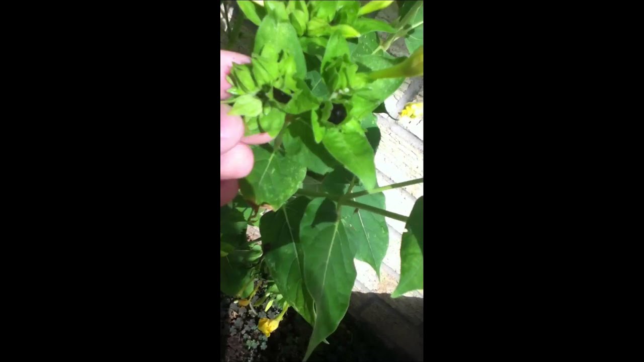 How to pick Four O'clock seeds from Four O'clock plants YouTube