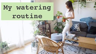 House Plant Watering Routine