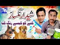 Sheda Rangsaz Saraiki Funny Drama Akbar Jalali TP RANG 
