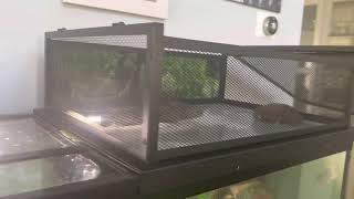 Above Tank Basking Area for Turtle Review