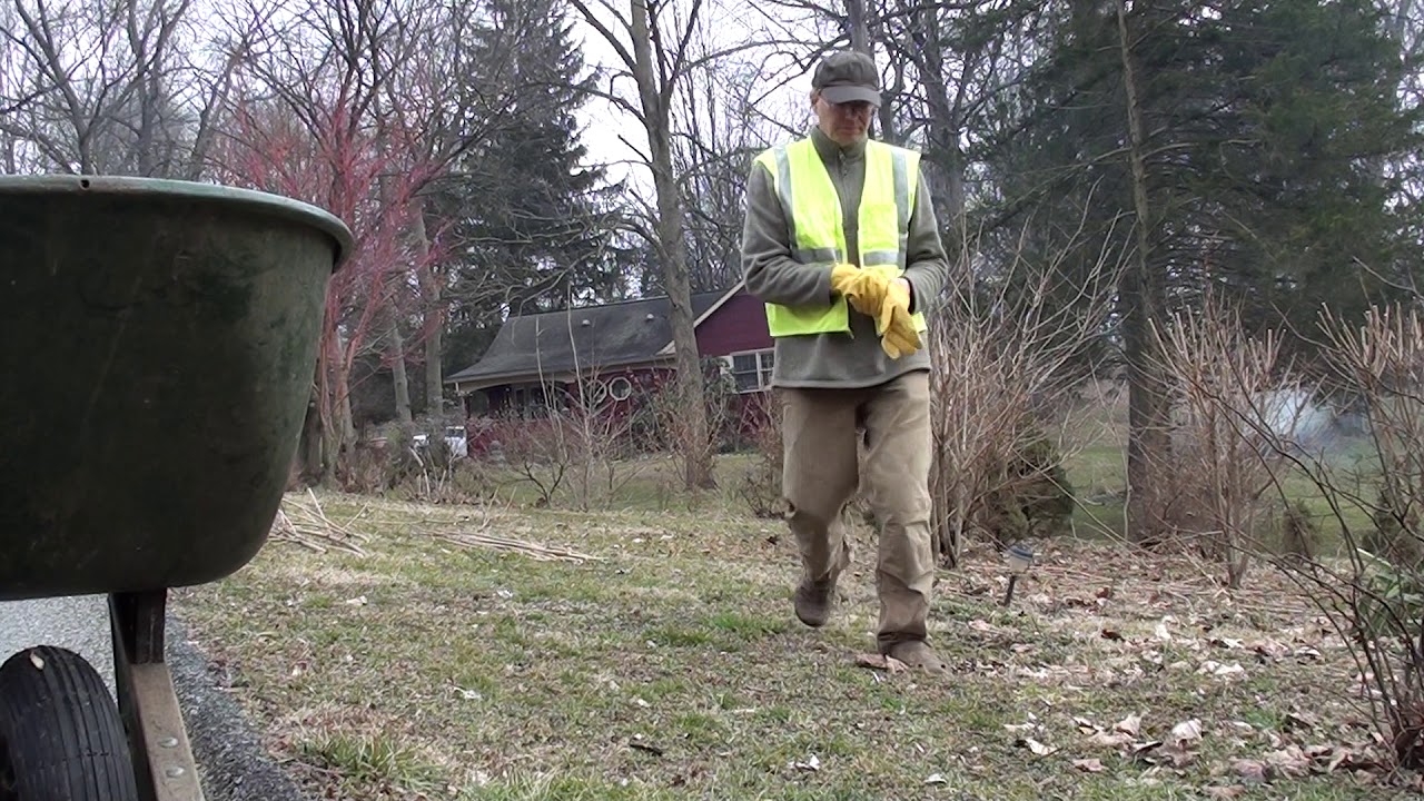 collecting trimmed crepe myrtle rods (shoots, stems, branches) - YouTube