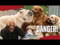 Dog Attack at the Dog Psychology Center! | Cesar Millan’s Most Dangerous Dogs | Ep. 6