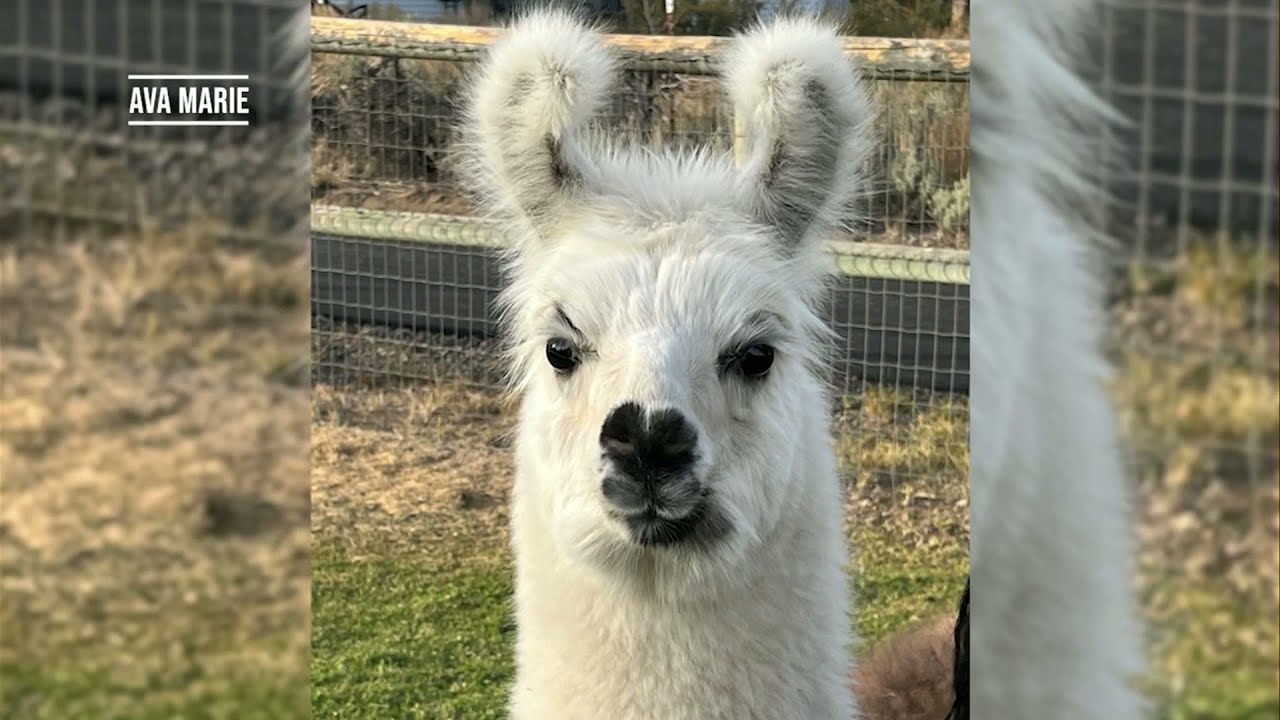 Pet Pics: Ava Marie, the patron saint of good hair days