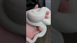 Celebrity Panda Pied ❤️ Wealth