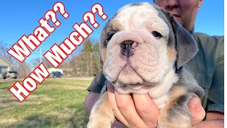 Outrageous Cost Of English Bulldogs Revealed