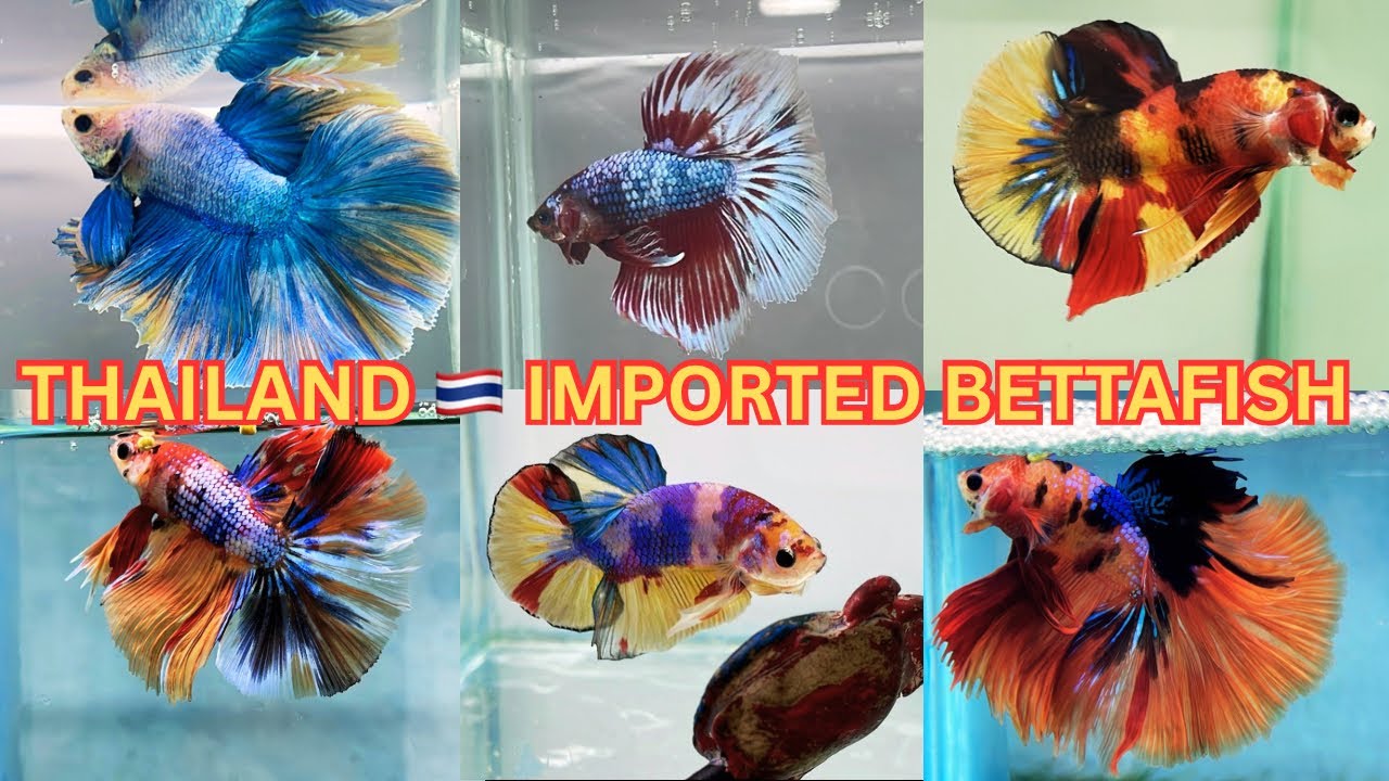 PREMIUM QUALITY BETTAFISH COLLECTION || All breeding pairs available 