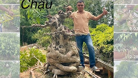 Tạo Dáng Cây Lộc Vừng Bonsai #locvung #bonsai #thongnguyen 