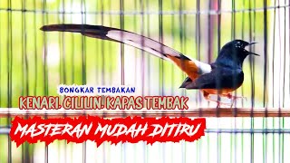 MASTERAN TEMBAKAN PANJANG MURAI BATU GACOR, COCOK UNTUK MASTERAN MURAI BATU MUDA MUDAH DITIRUKAN