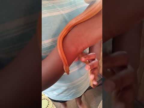 camera iphone 8 plus apk Meet Felicia our new striped corn!!