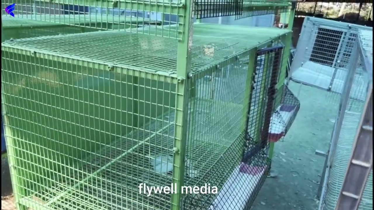 ഹൈടെക് കോഴിക്കോടും 10 bv380 കോഴിയും കിടിലൻ ഓഫറിൽ നേടാം