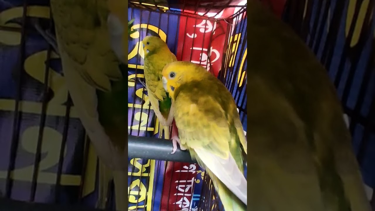 Baazigar Bird YouTube