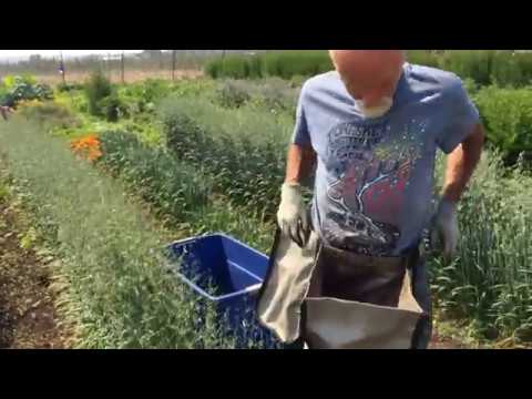 วีดีโอ: พืชผลหลักที่ปลูกในรัฐวอชิงตันมีอะไรบ้าง