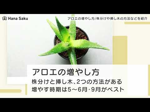 アロエ 増やし 方 Youtube